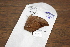  (Anaea centaurus - FLMNH-05078)  @13 [ ] CreativeCommons - Attribution Non-Commercial Share-Alike (2011) Fernando M. S. Dias McGuire Center for Lepidoptera and Biodiversity - UF