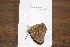  ( - FLMNH-05079)  @12 [ ] CreativeCommons - Attribution Non-Commercial Share-Alike (2011) Fernando M. S. Dias McGuire Center for Lepidoptera and Biodiversity - UF