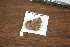  ( - FLMNH-05082)  @12 [ ] CreativeCommons - Attribution Non-Commercial Share-Alike (2011) Fernando M. S. Dias McGuire Center for Lepidoptera and Biodiversity - UF