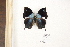  (Memphis moeris - FLMNH-04176)  @11 [ ] CreativeCommons - Attribution Non-Commercial Share-Alike (2011) Fernando M. S. Dias McGuire Center for Lepidoptera and Biodiversity - UF
