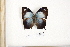  (Memphis catinka - FLMNH-04177)  @13 [ ] CreativeCommons - Attribution Non-Commercial Share-Alike (2011) Fernando M. S. Dias McGuire Center for Lepidoptera and Biodiversity - UF