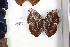  ( - FLMNH-05086)  @12 [ ] CreativeCommons - Attribution Non-Commercial Share-Alike (2011) Fernando M. S. Dias McGuire Center for Lepidoptera and Biodiversity - UF