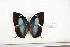 ( - FLMNH-05089)  @12 [ ] CreativeCommons - Attribution Non-Commercial Share-Alike (2011) Fernando M. S. Dias McGuire Center for Lepidoptera and Biodiversity - UF