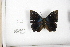  ( - FLMNH-05090)  @12 [ ] CreativeCommons - Attribution Non-Commercial Share-Alike (2011) Fernando M. S. Dias McGuire Center for Lepidoptera and Biodiversity - UF