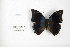  (Memphis juliani - FLMNH-05091)  @13 [ ] CreativeCommons - Attribution Non-Commercial Share-Alike (2011) Fernando M. S. Dias McGuire Center for Lepidoptera and Biodiversity - UF