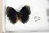  (Memphis dia - FLMNH-05092)  @12 [ ] CreativeCommons - Attribution Non-Commercial Share-Alike (2011) Fernando M. S. Dias McGuire Center for Lepidoptera and Biodiversity - UF