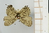  ( - AMC288)  @11 [ ] c (2024) Diego Dolibaina UFPR