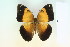  ( - BC-CGCM-18.526)  @13 [ ] Copyright (2010) Unspecified Research Collection of Carlos Mielke