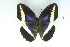  ( - BC-CGCM-20.515)  @13 [ ] Copyright (2010) Unspecified Research Collection of Carlos Mielke
