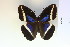 ( - BC-CGCM-9.492)  @14 [ ] Copyright (2010) Unspecified Research Collection of Carlos Mielke