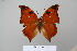  ( - BC-DZ-15.498)  @13 [ ] Copyright (2010) Unspecified Universidade Federal do Parana