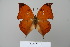  (Zaretis ellops - BC-DZ-15.509)  @14 [ ] Copyright (2010) Unspecified Universidade Federal do Parana