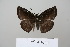  (Anastrus ulpianus - BC-DZ-15.593)  @14 [ ] Copyright (2010) Unspecified Universidade Federal do Parana
