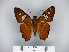  (Myscelus epimachia - BC-DZ 16.302)  @14 [ ] Copyright (2010) Unspecified Universidade Federal do Parana