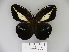  (Dasyophthalma creusa - BC-DZ 16.638)  @13 [ ] Copyright (2010) Unspecified Universidade Federal do Parana