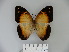  (Blepolenis bassus - BC-DZ 16.673)  @14 [ ] Copyright (2010) Unspecified Universidade Federal do Parana