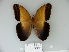  (Caligo arisbe - BC-DZ 16.722)  @15 [ ] Copyright (2010) Unspecified Universidade Federal do Parana