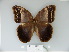  (Caligopsis - BC-DZ 8.757)  @14 [ ] Copyright (2010) Unspecified Universidade Federal do Parana