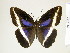  (Dasyophthalma - BC-DZ-9.887)  @14 [ ] Copyright (2010) Unspecified Universidade Federal do Parana