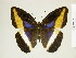  (Dasyophthalma delanira - BC-DZ-9.911)  @14 [ ] Copyright (2010) Unspecified Universidade Federal do Parana