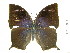  (Memphis moruus stheno - BC-DZ-9.951)  @13 [ ] Copyright (2010) Unspecified Universidade Federal do Parana