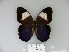  (Caligo martia - BC-OM 43.693)  @13 [ ] Copyright (2010) Unspecified Universidade Federal do Parana