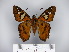  ( - BC-OM 61.202)  @12 [ ] Copyright (2010) Unspecified Universidade Federal do Parana