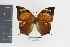  ( - DZ19452)  @11 [ ] CreativeCommons - Attribution Non-Commercial Share-Alike (2010) Fernando M. S. Dias UFPR