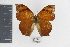  (Anaea glycerium cratais - DZ19546)  @11 [ ] CreativeCommons - Attribution Non-Commercial Share-Alike (2010) Fernando M. S. Dias UFPR