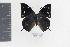  (Memphis appias - DZ19369)  @11 [ ] CreativeCommons - Attribution Non-Commercial Share-Alike (2010) Fernando M. S. Dias UFPR
