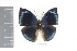  (Memphis polyxo - DZ20357)  @11 [ ] CreativeCommons - Attribution Non-Commercial Share-Alike (2010) Fernando M. S. Dias UFPR