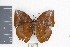  (Memphis proserpina - DZ19889)  @11 [ ] CreativeCommons - Attribution Non-Commercial Share-Alike (2010) Fernando M. S. Dias UFPR
