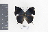  (Memphis acidalia memphis - DZ9609)  @13 [ ] CreativeCommons - Attribution Non-Commercial Share-Alike (2010) Fernando M. S. Dias UFPR