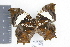  (Hypna clytemnestra huebneri - DZ19530)  @14 [ ] CreativeCommons - Attribution Non-Commercial Share-Alike (2010) Fernando M. S. Dias UFPR