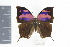  ( - DZ19281)  @11 [ ] CreativeCommons - Attribution Non-Commercial Share-Alike (2010) Fernando M. S. Dias UFPR