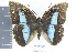  (Archaeoprepona demophon thalpius - DZ19469)  @11 [ ] CreativeCommons - Attribution Non-Commercial Share-Alike (2010) Fernando M. S. Dias UFPR