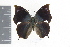  (Memphis boliviana - OM69414)  @13 [ ] CreativeCommons - Attribution Non-Commercial Share-Alike (2010) Fernando M. S. Dias UFPR