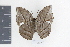  ( - OM69654)  @13 [ ] CreativeCommons - Attribution Non-Commercial Share-Alike (2010) Fernando M. S. Dias UFPR