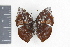  ( - OM69591)  @12 [ ] CreativeCommons - Attribution Non-Commercial Share-Alike (2010) Fernando M. S. Dias UFPR