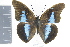  (Archaeoprepona chalciope - DZ20394)  @14 [ ] CreativeCommons - Attribution Non-Commercial Share-Alike (2010) Fernando M. S. Dias UFPR