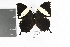  (Hypna clytemnestra clytemnestra - DZ19883)  @13 [ ] CreativeCommons - Attribution Non-Commercial Share-Alike (2010) Fernando M. S. Dias Universidade Federal do Parana