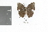  (Memphis moruus moruus - DZ9455)  @12 [ ] CreativeCommons - Attribution Non-Commercial Share-Alike (2010) Fernando M. S. Dias Universidade Federal do Parana