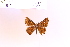  (Befrostia sp. 1 - CLEIIC6535)  @11 [ ] c (2025) Adalberto Dantas de Medeiros UFPR
