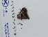 (Ourocnemis renaldus - DRD829)  @11 [ ] c (2024) Diego Dolibaina UFPR