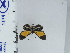  (Mesenopsis albivitta - DZ19.299)  @11 [ ] c (2024) Diego Dolibaina UFPR