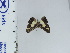  (Symmachia hetaerina - DZ21.504)  @11 [ ] c (2024) Diego Dolibaina UFPR