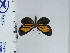  (Mesenopsis jordana - DZ22.542)  @11 [ ] c (2024) Diego Dolibaina UFPR