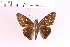  (Lycas sp. 1 - DZ58.213)  @11 [ ] c (2025) Adalberto Dantas de Medeiros UFPR