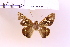 (Lycas sp. 3 - DZ58.283)  @11 [ ] c (2025) Adalberto Dantas de Medeiros UFPR