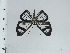 ( - DZ66.932)  @11 [ ] c (2024) Diego Dolibaina UFPR